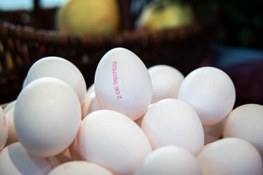 egg-thanksgiving-chicken-eggs-1707181.jpg