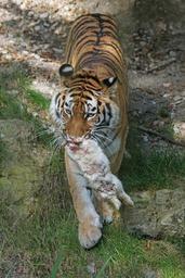 tiger-amurtiger-predator-cat-1703318.jpg