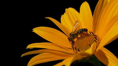 bee-honey-bee-bee-on-yellow-flower-1502283.jpg