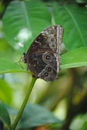 butterfly-butterfly-sanctuary-1178419.jpg