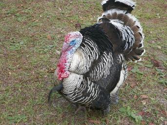 turkey-thanksgiving-traditional-445426.jpg