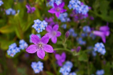 violet-bellflower-purple-blue-1428500.jpg
