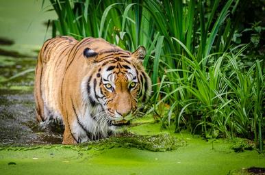 Siberian Tiger (25346895931).jpg