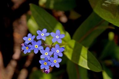 violet-spring-blossom-bloom-plant-1389993.jpg