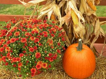 thanksgiving-pumpkin-harvest-orange-482977.jpg