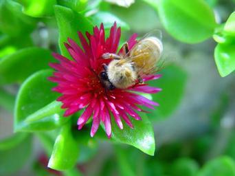 Bee inside flower.jpg