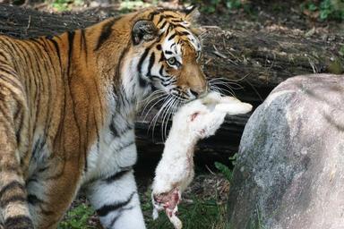tiger-amurtiger-predator-cat-1703320.jpg