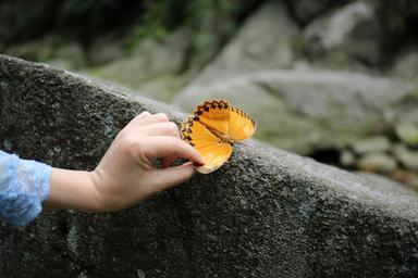 butterfly-yellow-butterfly-828434.jpg