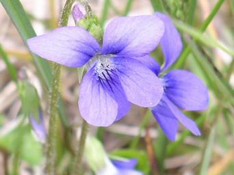 Blue violet flower.jpg