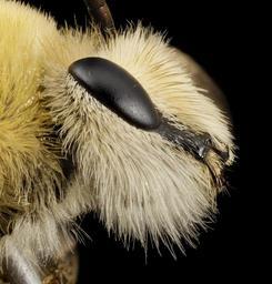 bee_cute_furry_face,_m,_argentina,_face2_2014-08-07-18.37.08_ZS_PMax.jpg