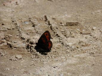butterfly-butterflies-sand-23057.jpg