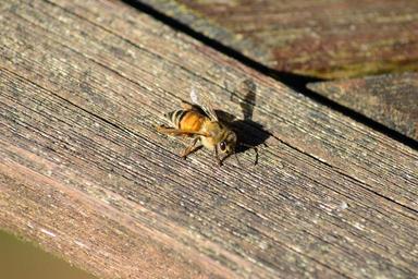bee-buckfast-bee-honey-bee-golden-288806.jpg
