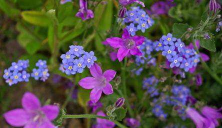 violet-bellflower-purple-blue-1427053.jpg