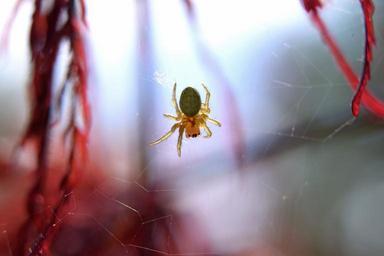spider-web-insect-arachnid-932120.jpg
