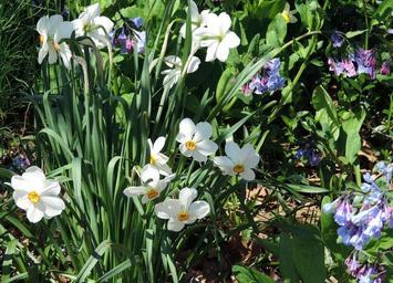 daffodils-central-park-spring-597343.jpg