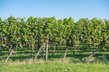 grapes-vintage-vineyard-vines-wine-600816.jpg