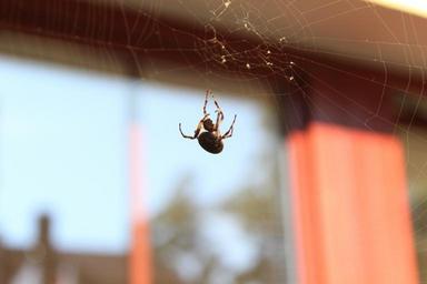 spider-spider-web-arachnids-reserve-628685.jpg