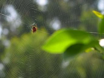 Spider web Jon Sullivan.jpg